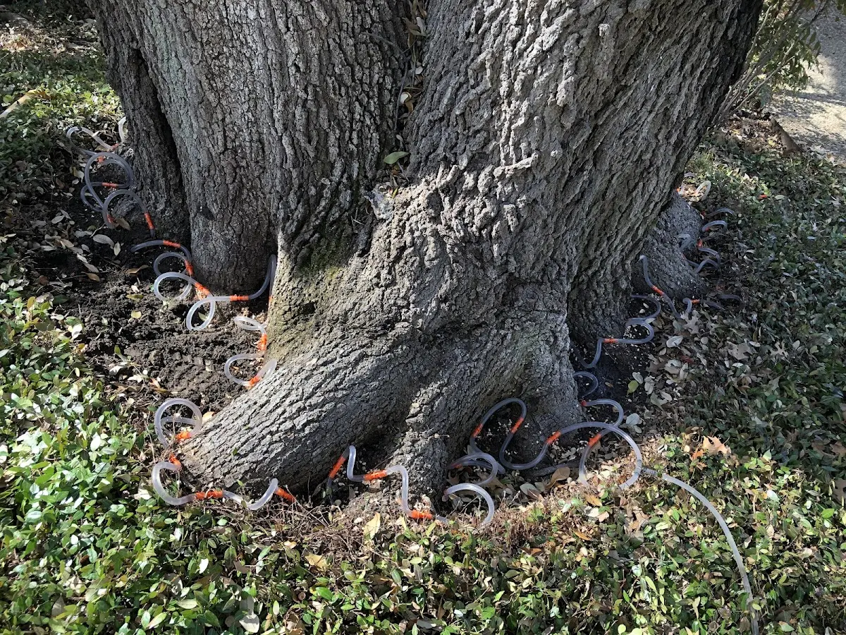 Detailed Tree Cabling and Bracing job site in Williamson